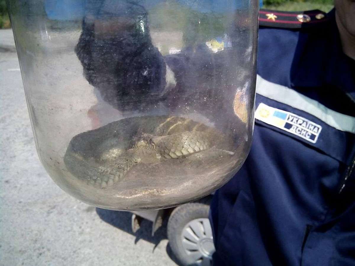 У Львові вуж заповз до дитячої кімнати приватного помешкання