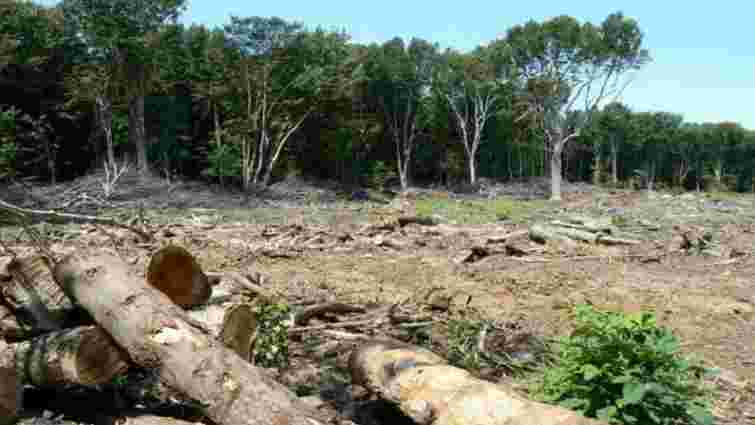 В Україні шокуючими темпами знищують полезахисні лісосмуги