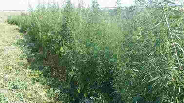 На Донеччині СБУ знищила чотири тисячі квадратних метрів плантації марихуани