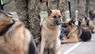 На Львівщині прикордонні собаки склали присягу на вірність Україні