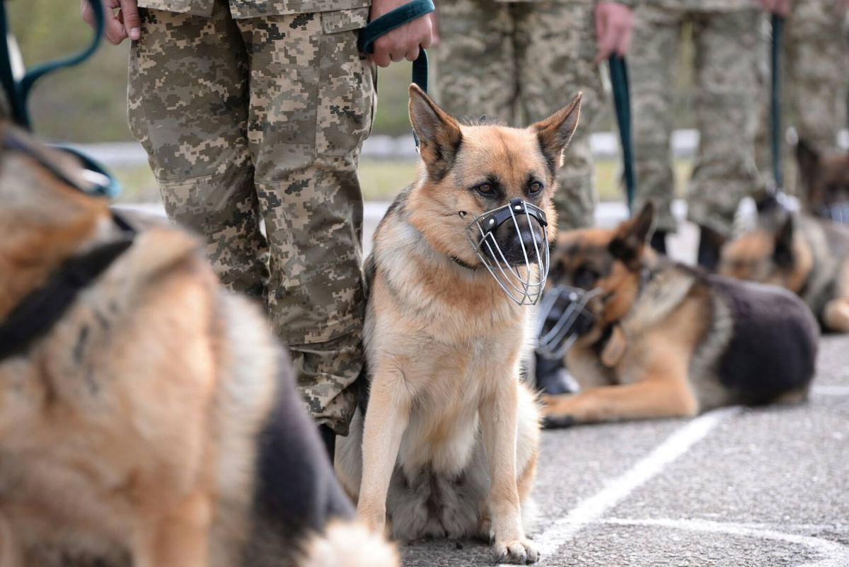 На Львівщині прикордонні собаки склали присягу на вірність Україні