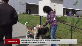 Львів’ян запрошують стати волонтерами для перепису безпритульних собак