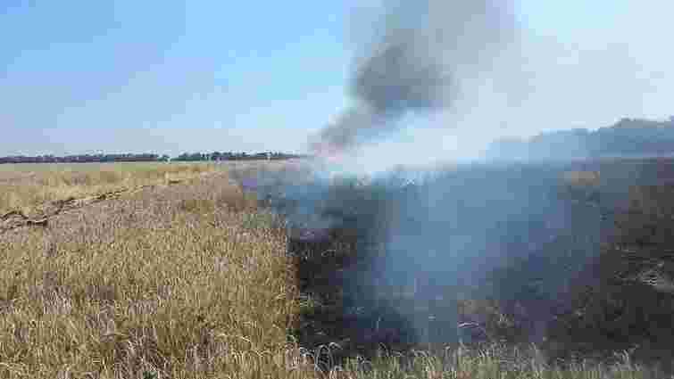 Під час масштабної пожежі у полі на Львівщині згоріло 35 га пшениці