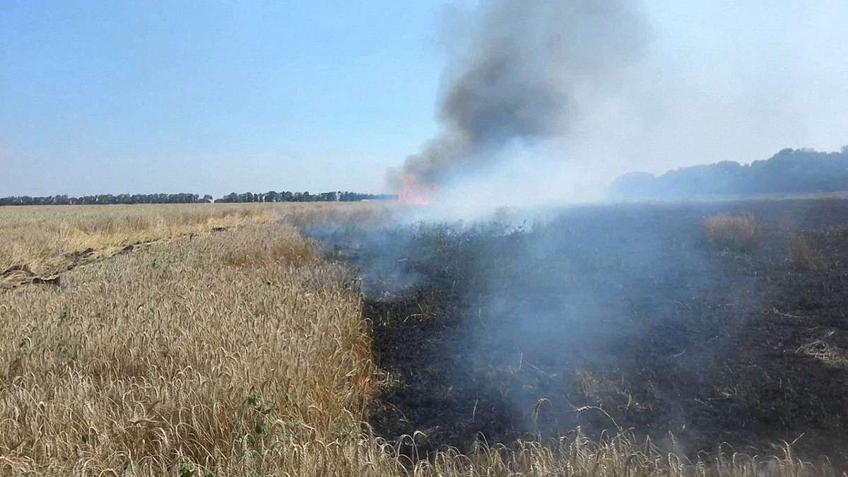 Під час масштабної пожежі у полі на Львівщині згоріло 35 га пшениці