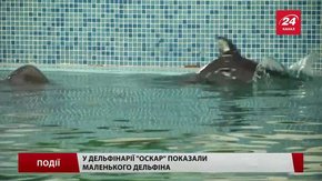 У дельфінарії «Оскар» показали маленького дельфіна