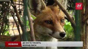 Львівські комунальники невдовзі розпочнуть відлов хижаків