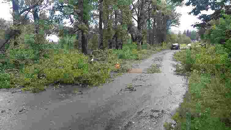 Негода на Львівщині повалила дерева на проїжджу частину