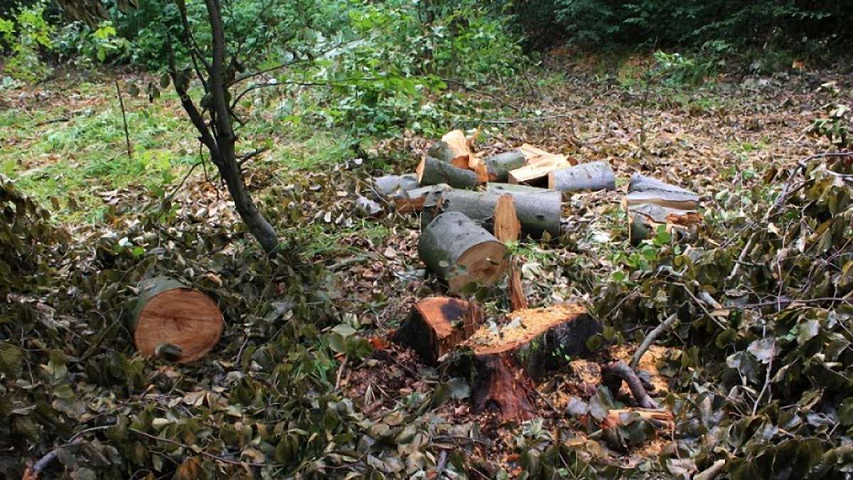 У Винниківському лісництві виявили незаконну вирубку дерев