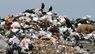 У селах поблизу Львова виникли проблеми із вивозом сміття
