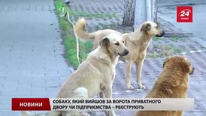 Завтра у Львові дізнаються кількість безпритульних собак