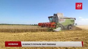 На Львівщині стартували пшеничні жнива