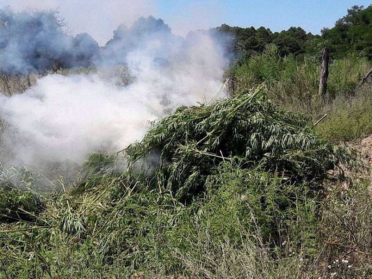 На Черкащині правоохоронці знищили плантацію марихуани вартістю понад ₴10 млн