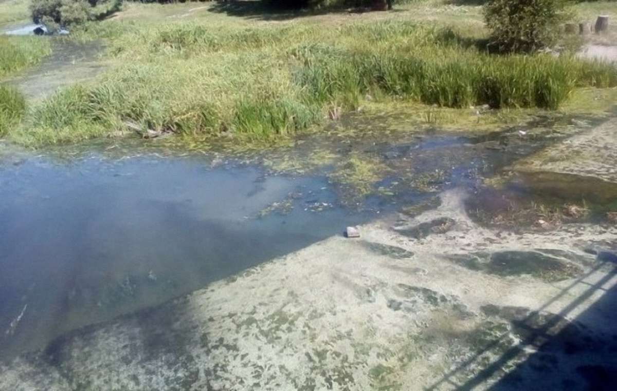 На одній з річок Житомирщини зафіксували масовий мор риби