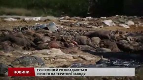 На Жовківському костомельному заводі трупи тварин гниють просто неба