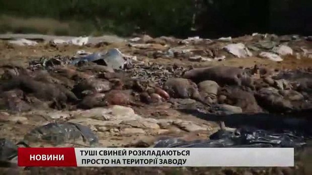 На Жовківському костомельному заводі трупи тварин гниють просто неба