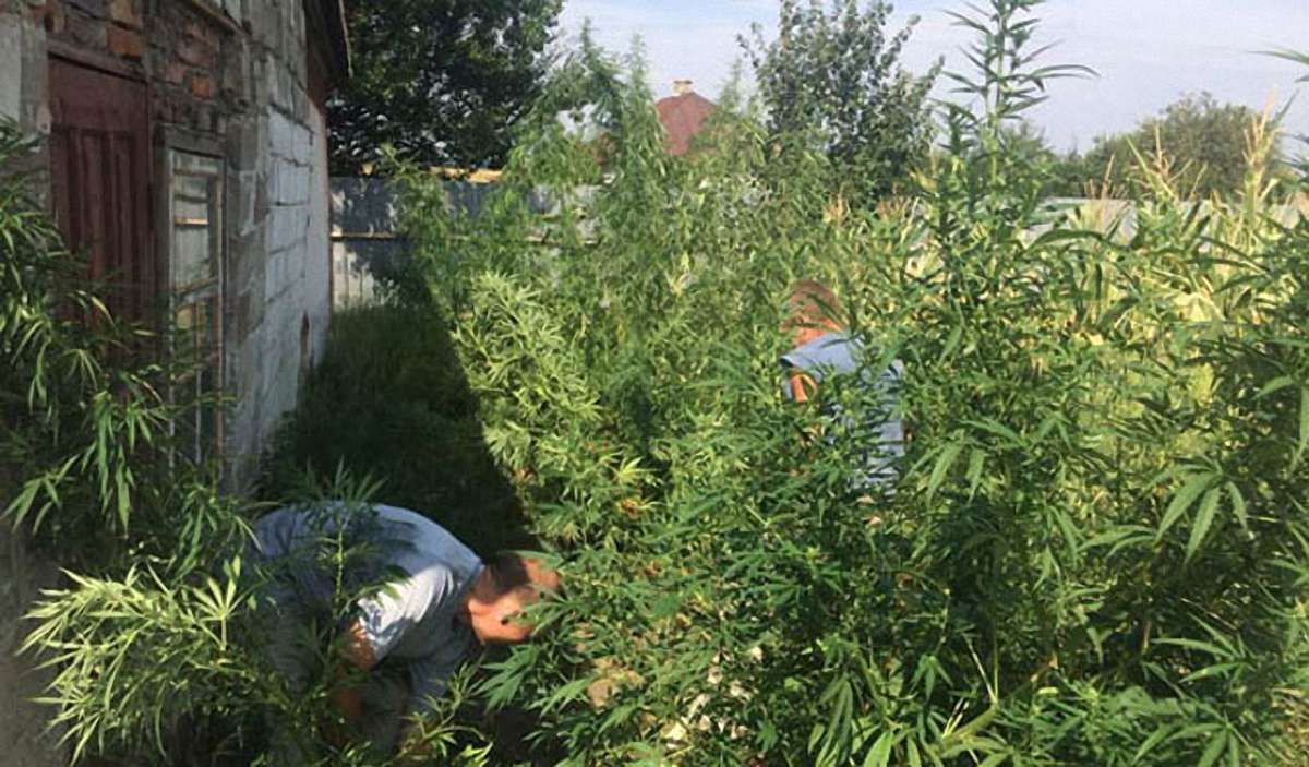 У Волновасі поліція викрила чоловіка, який вирощував коноплю вартістю майже ₴300 тис.