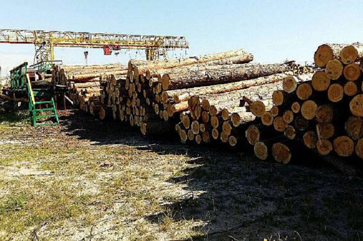 На Волині викрили корупційну схему вивезення лісу за кордон