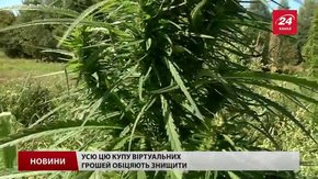 У селі під Львовом знайшли плантацію коноплі на півмільйона гривень