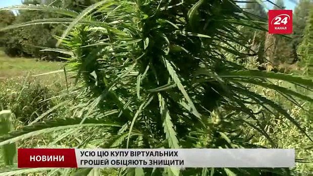 У селі під Львовом знайшли плантацію коноплі на півмільйона гривень