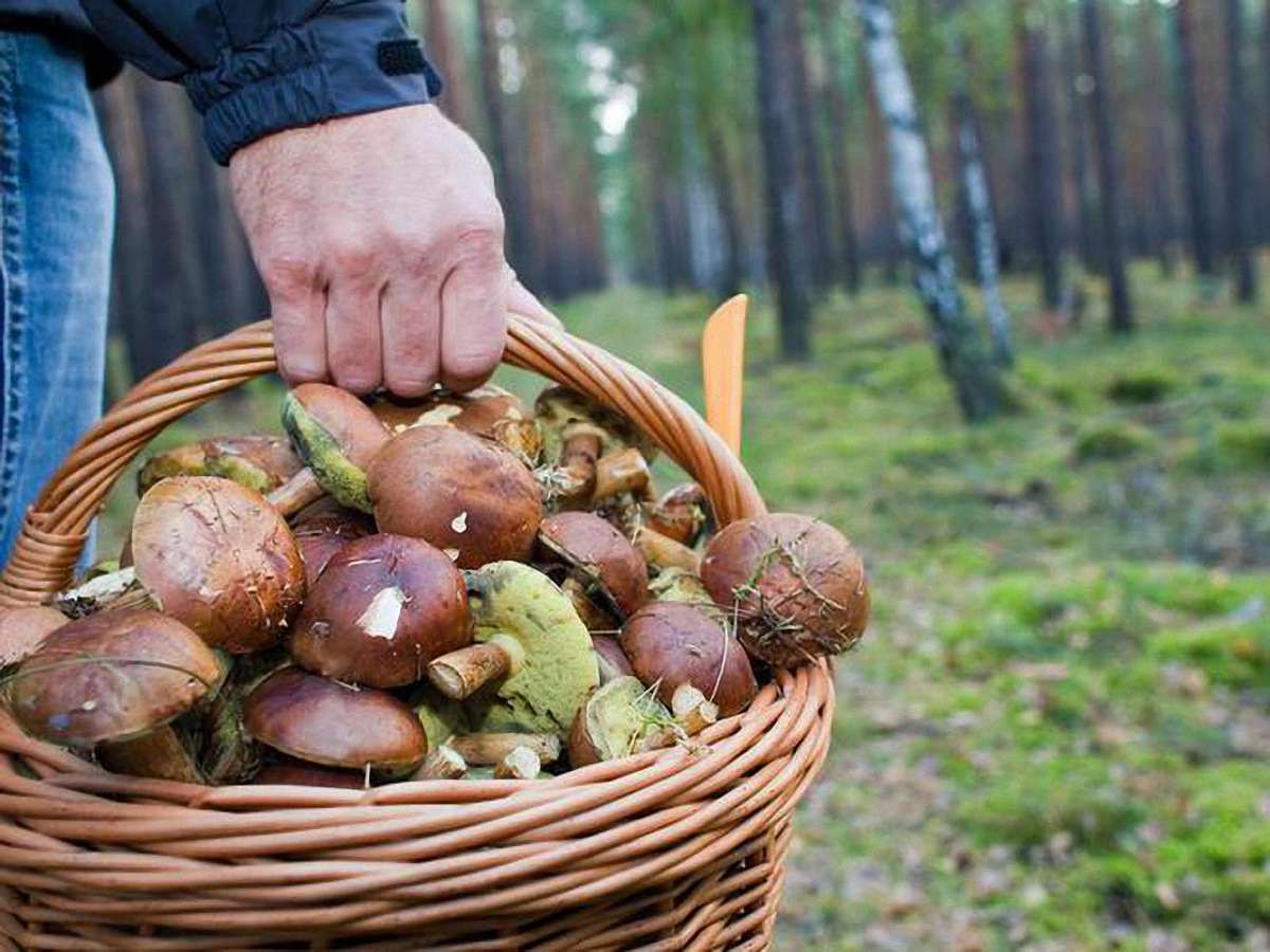 На Львівщині знайшли 82-річного пенсіонера, який заблукав у лісі