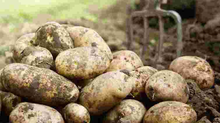На Київщині чоловік вбив свою дружину за відмову разом копати картоплю