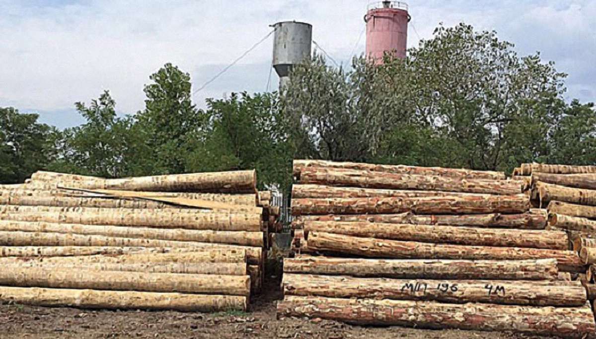 Поліцейські викрили схему незаконного експорту лісу в Одеській області