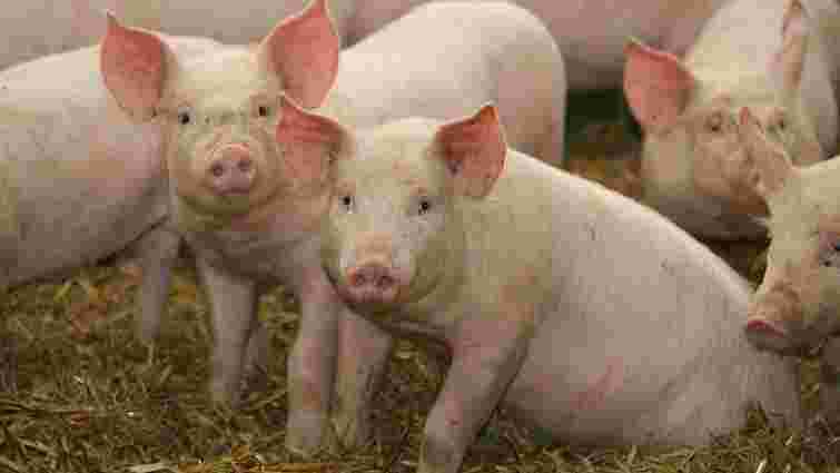 Міністр аграрної політики назвав причини поширення африканської чуми свиней