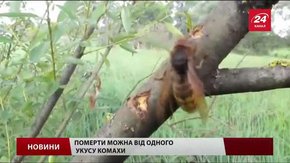 Шершнів краще вбивати взимку – пасічник