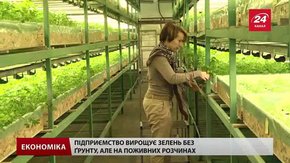 На Львівщині єдине підприємство в Україні вирощує зелень унікальним методом