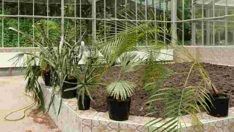 Переможець торгів на постачання рослин для Стрийського парку шукає пальми в соцмережах