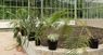 Переможець торгів на постачання рослин для Стрийського парку шукає пальми в соцмережах