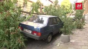 На вулиці Лисенка у Львові дерево впало на автівку