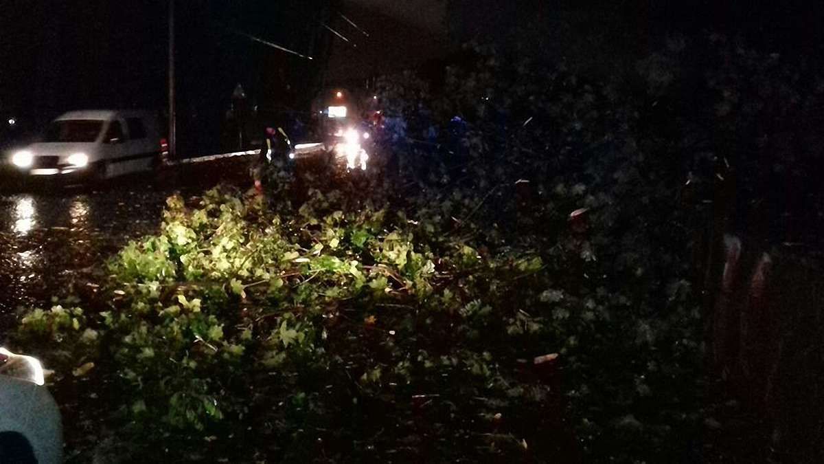 У Львові негода повалила кілька дерев