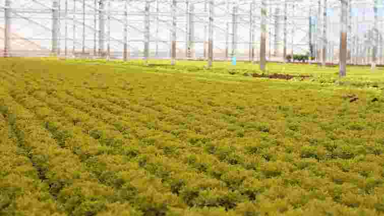 У Буську нідерландський інвестор будує новий тепличний комплекс для вирощування салату