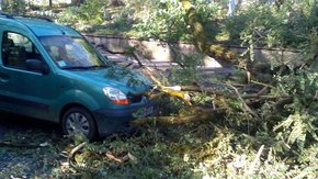 На автомобіль під час руху у Львові впало дерево