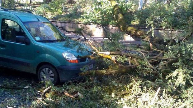 На автомобіль під час руху у Львові впало дерево