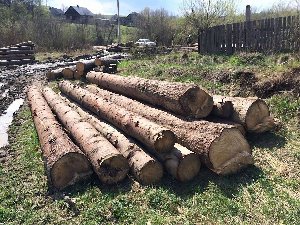 СБУ викрила незаконну вирубку лісу на Сколівщині
