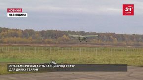 Вакцину-смаколик від сказу диких тварин на Львівщині розкидатимуть ще тиждень