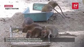 Львівські комунальники труять щурів в особняках