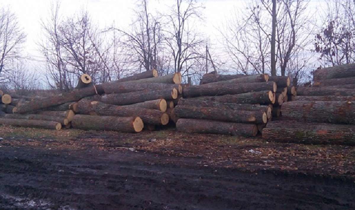 На Рівненщині вилучили партію незаконно вирубаної деревини