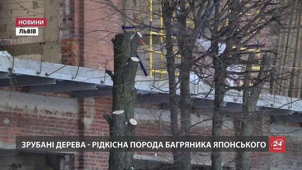 Винуватцям вирубки багряників японських світить адмінштраф у 340 гривень  
