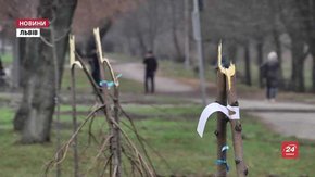 На просп. Чорновола у Львові невідомі поламали висаджені напередодні дерева