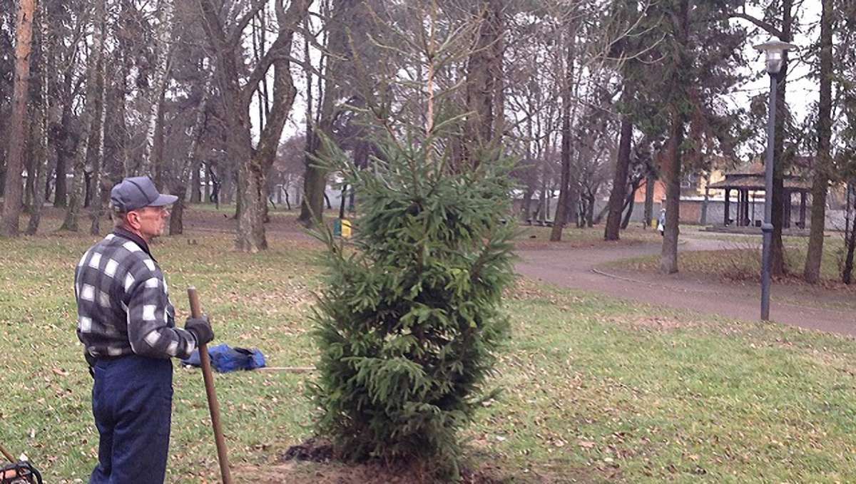 На Левандівці висадили новорічну ялинку