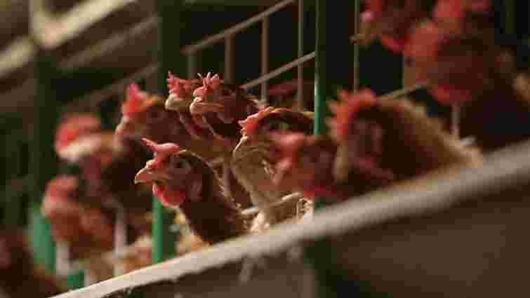ЄС заборонив імпорт м’яса птиці з України через спалах пташиного грипу на Херсонщині