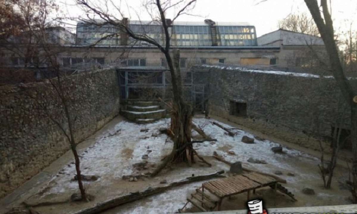 Самогубця стрибнув у вольєр з тиграми у зоопарку Миколаєва