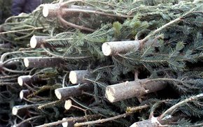 У Львові затвердили місця продажу новорічних ялинок