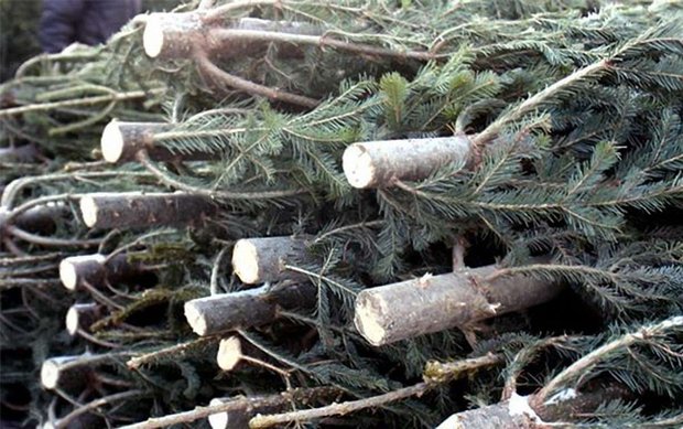 У Львові затвердили місця продажу новорічних ялинок