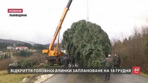 Головну ялинку Львова знайшли за 100 кілометрів на Прикарпатті