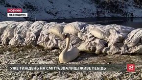 Лебедя з Грибовицького сміттєзвалища екологи радять поки що не турбувати