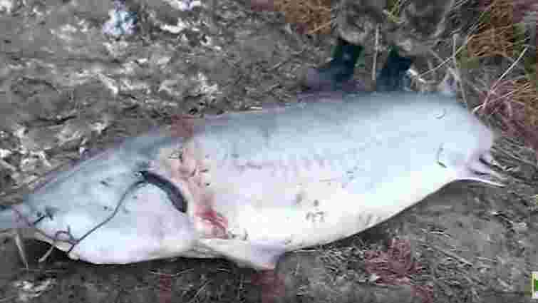 На Одещині браконьєри вбили 120-кілограмову білугу, яка занесена до Червоної книги